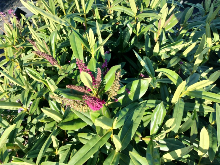 5x Hebe Latisepala - $5.99 each