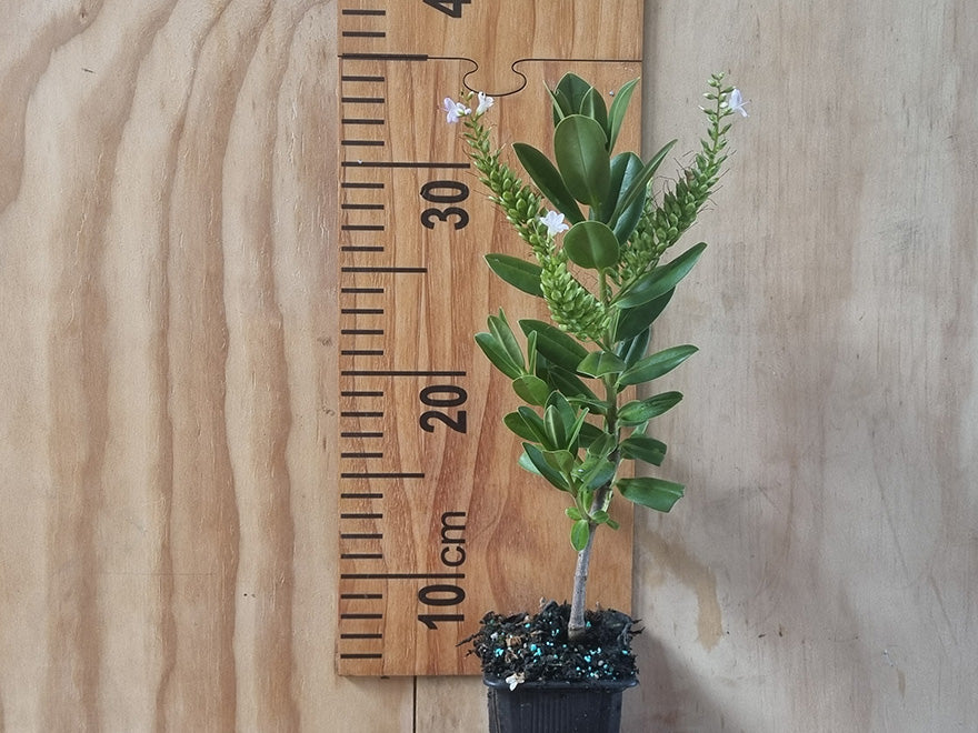 100x Hebe Lewisii - $3.99 each