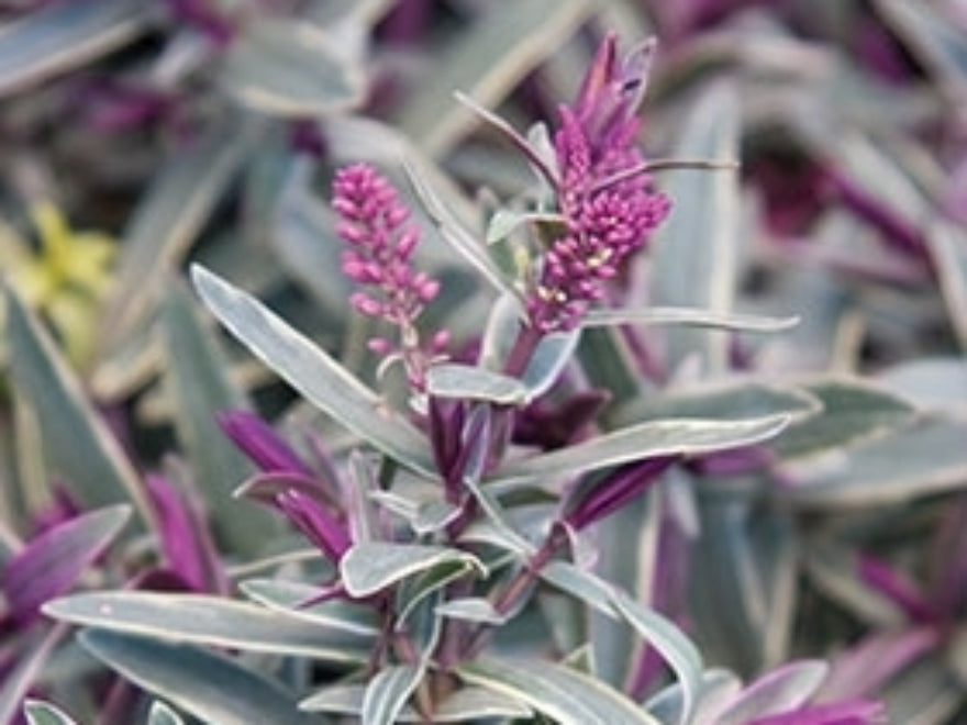 5x Hebe Marilyn - $5.99 each