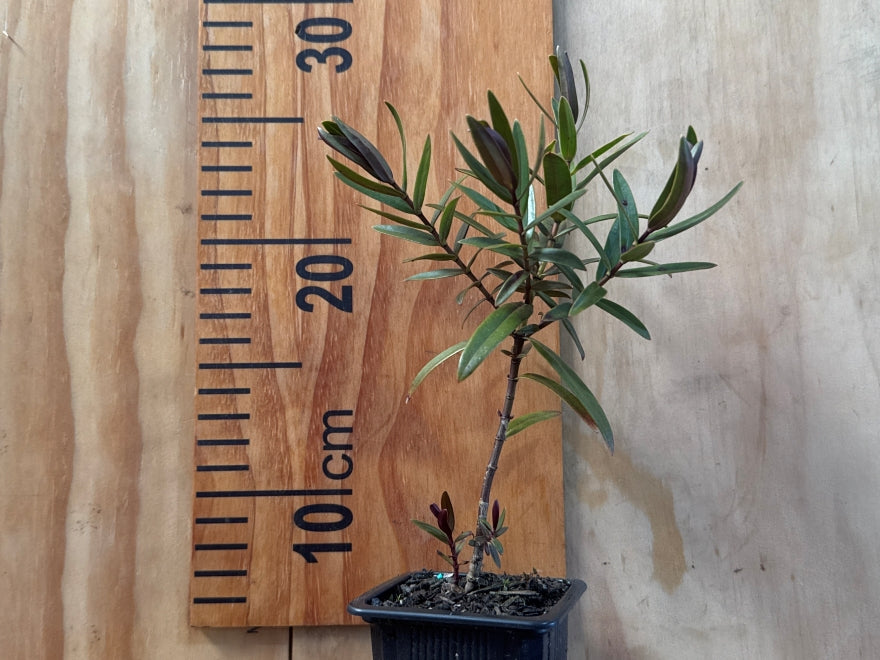 100x Hebe Mary Antonette - $3.99 each