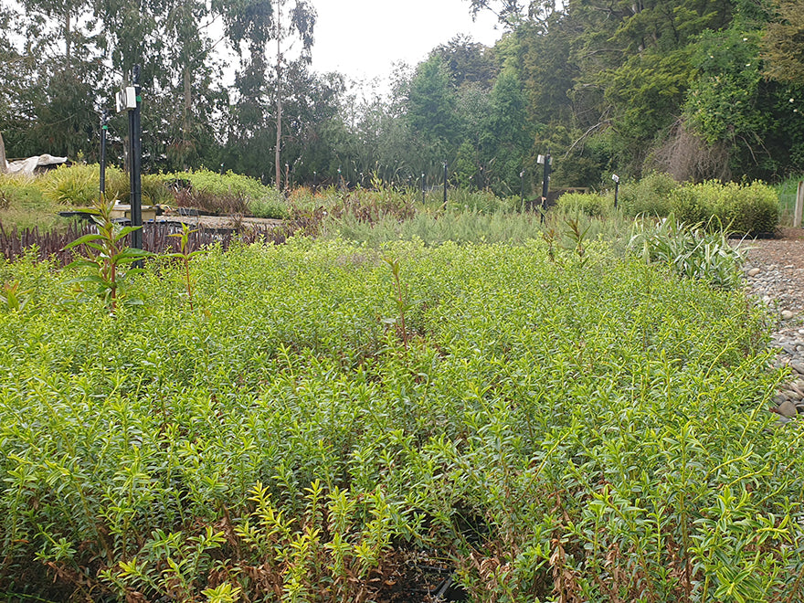 10x Hebe Odora - $1.99 each