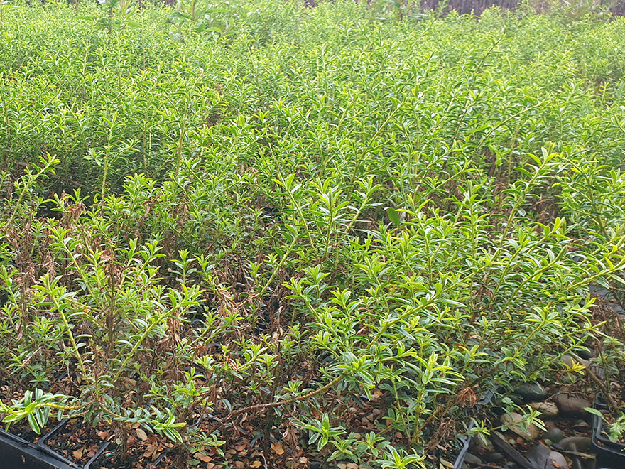 10x Hebe Odora - $1.99 each