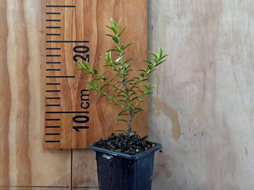 1x Hebe Odora