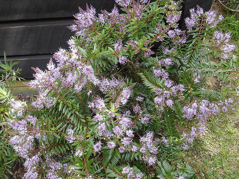 Hebe Ohakea