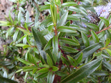 Hebe Ohakea
