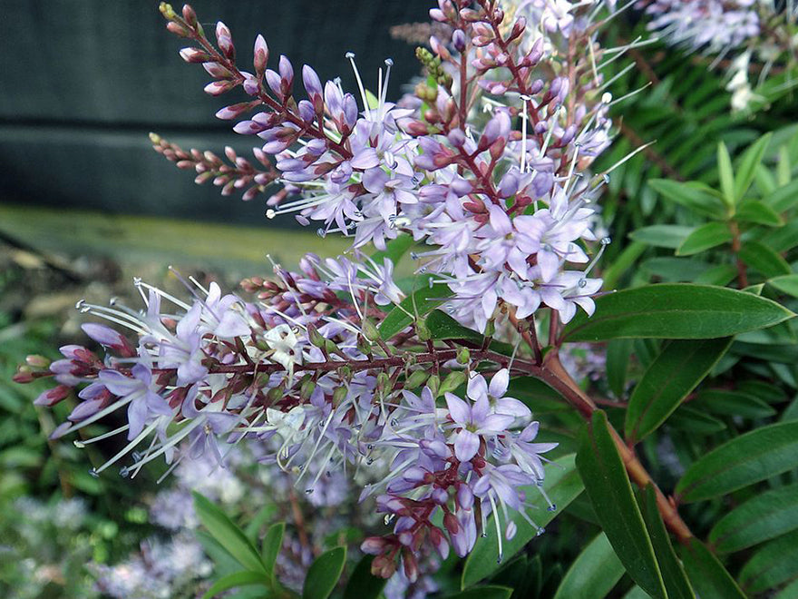 5x Hebe Ohakea - $5.99 each