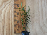 5x Hebe Ohakea - $5.99 each
