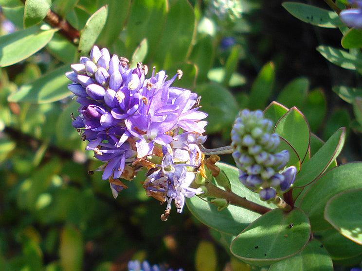 25x Super Flowering Combo  - $4.99 each