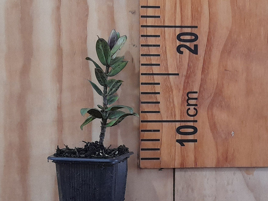 100x Low Growing Native Combo - $3.99 each