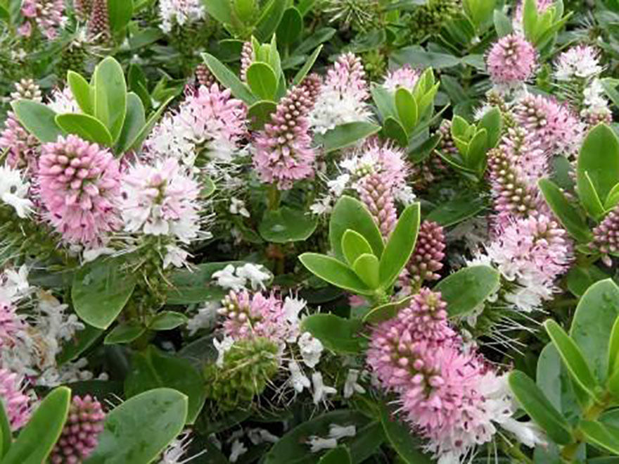 25x Hebe Oratia Beauty - $2.99 each