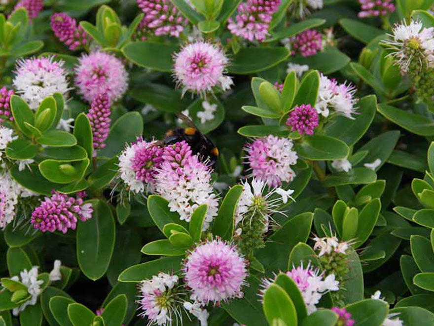 25x Hebe Oratia Beauty - $2.99 each