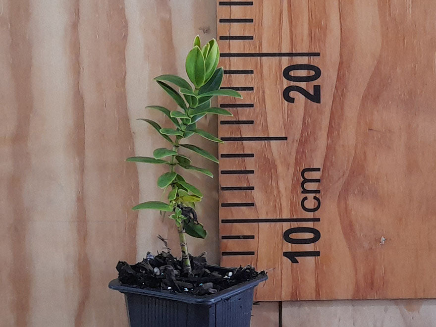 25x Hebe Oratia Beauty - $2.99 each