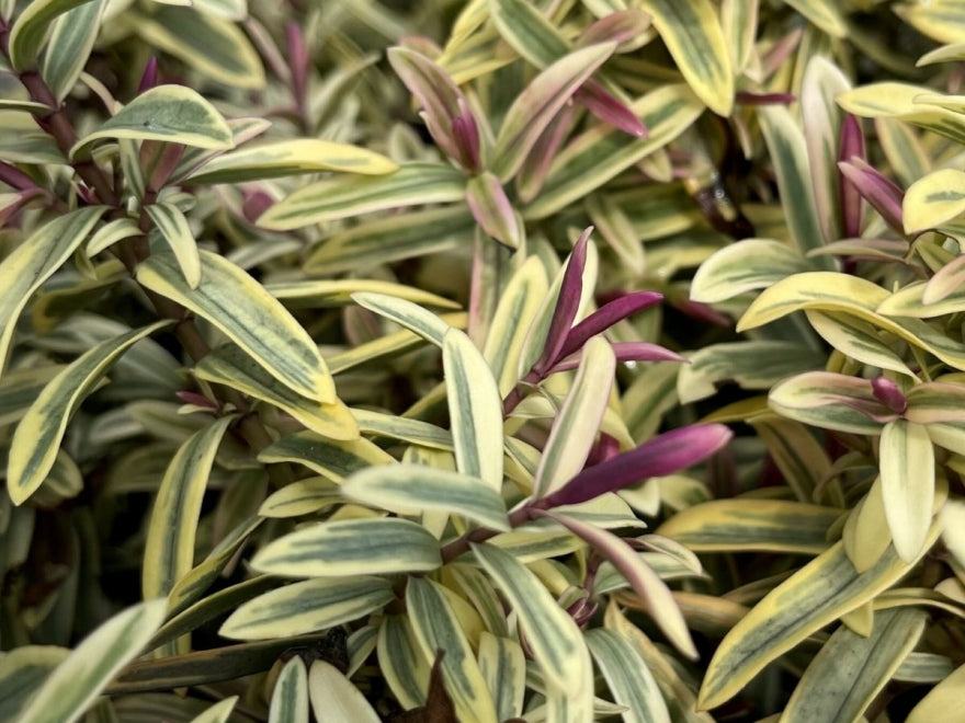 5x Hebe Annie - $5.99 each