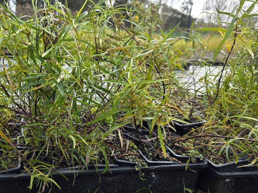 10x Hebe Parviflora - 99c each