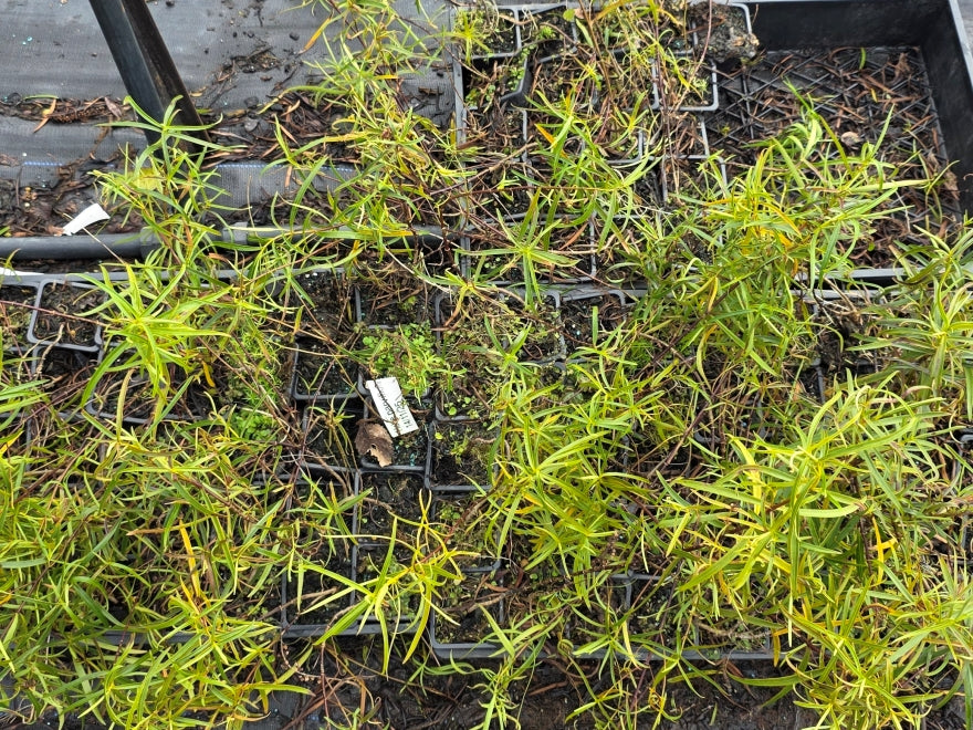 10x Hebe Parviflora - 99c each