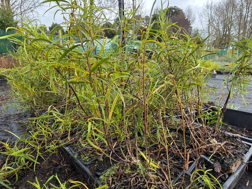 10x Hebe Parviflora - 99c each