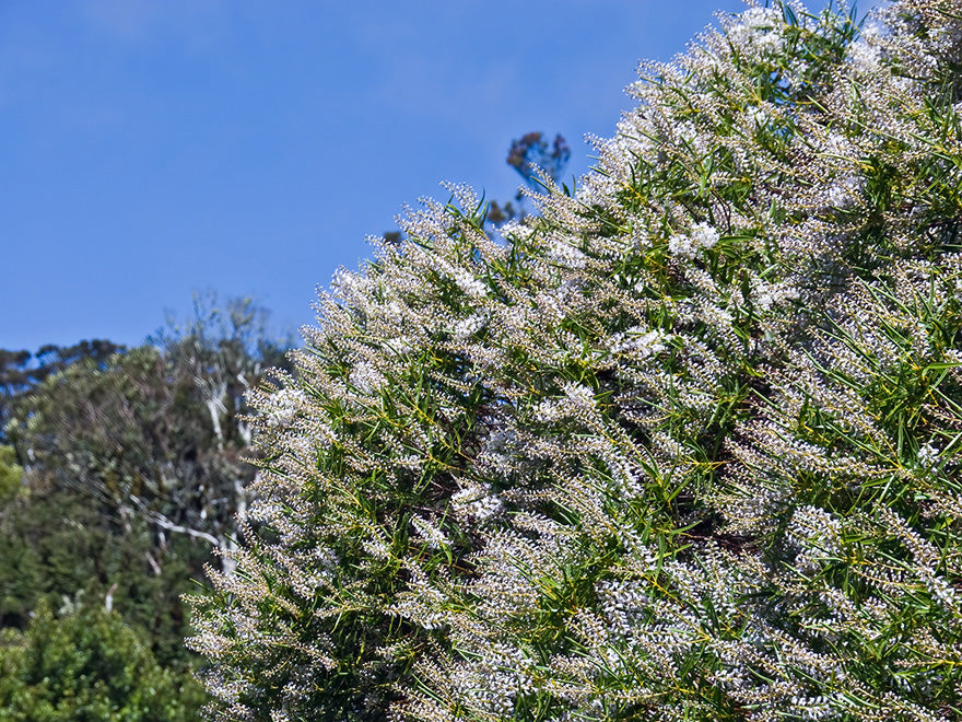 100x Hebe Parviflora - $2.99 each