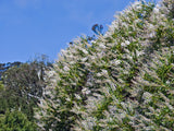 100x Hebe Parviflora - $1.99 each