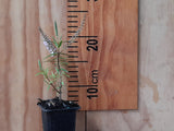 100x Hebe Parviflora - $1.99 each