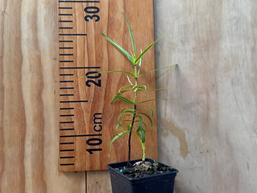 100x Hebe Parviflora - $3.99 each