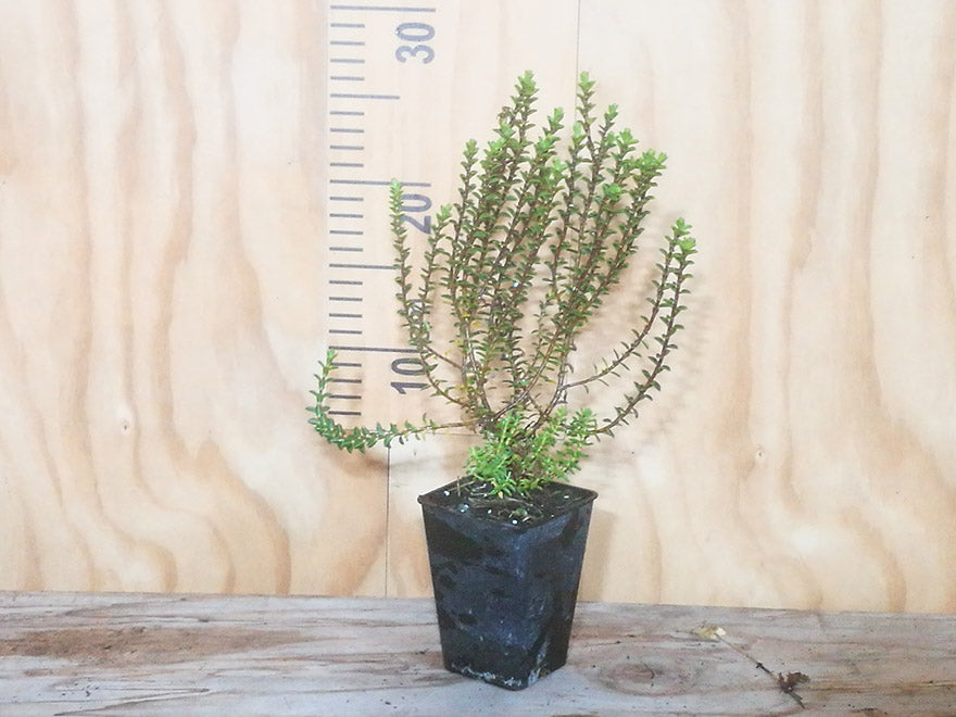 25x Compact Hebe Combo - $2.99 each