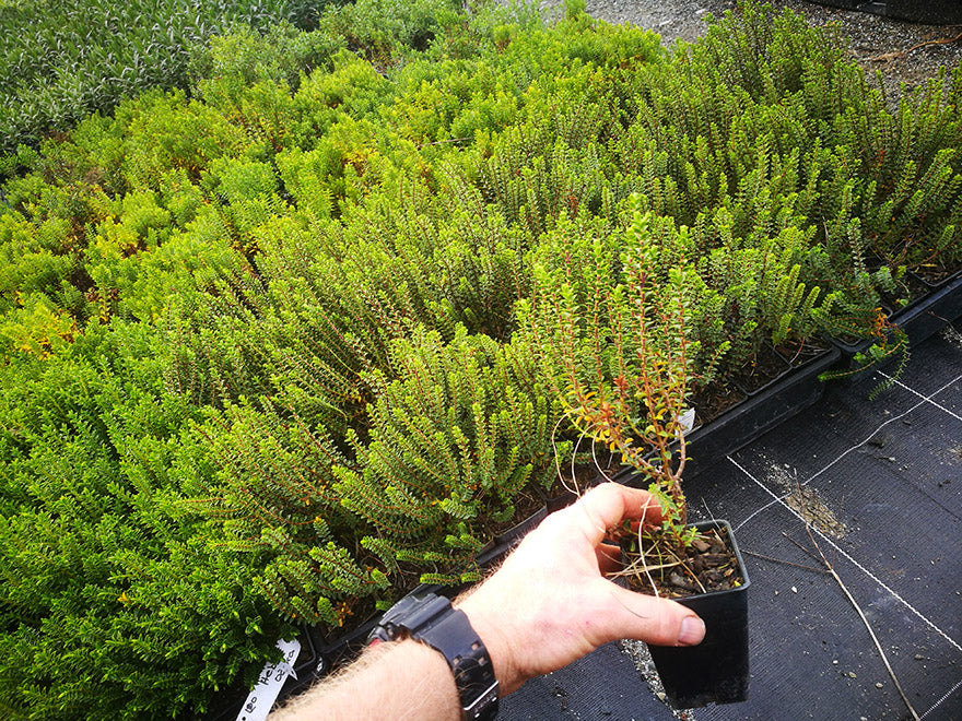 100x Hebe Pauciramosa - $3.99 each