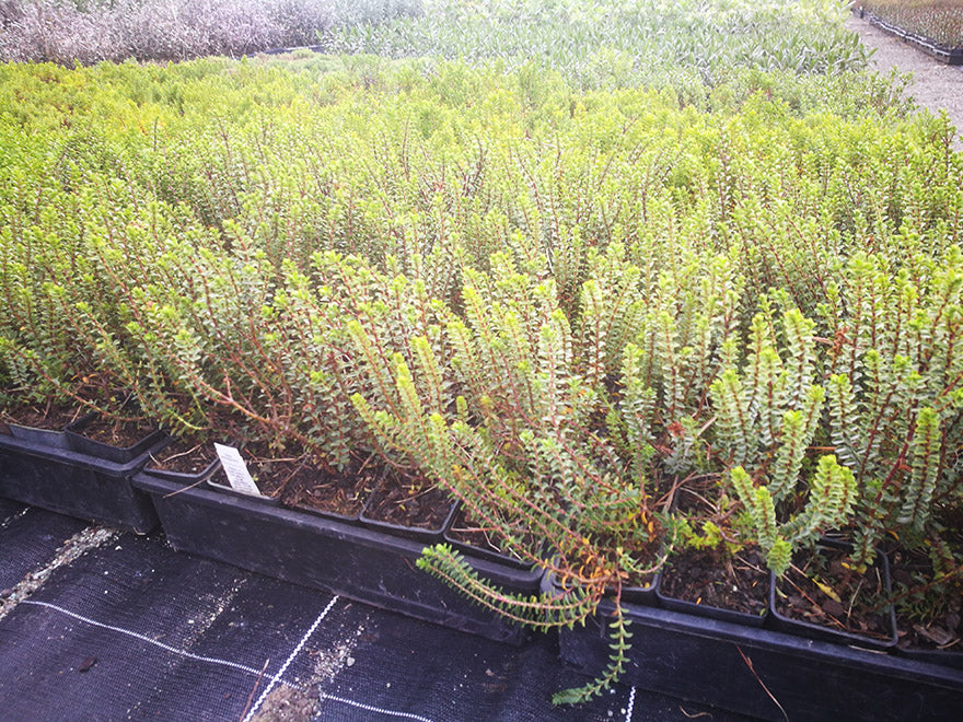 Hebe Pauciramosa