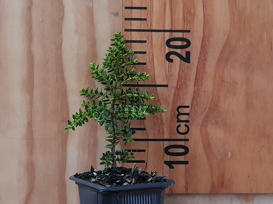 25x Hebe Combo - Favourites - $4.99 each