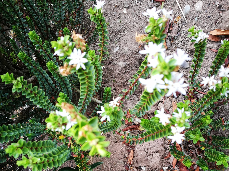 Hebe Pauciramosa