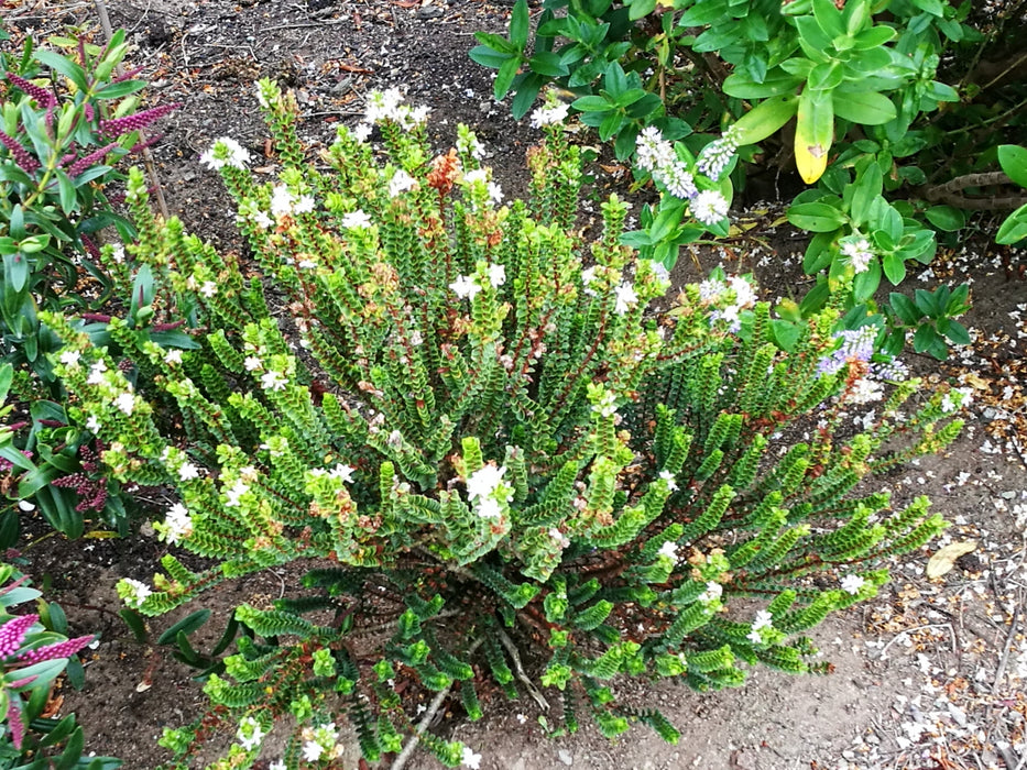 Hebe Pauciramosa
