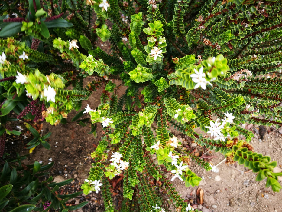 Hebe Pauciramosa