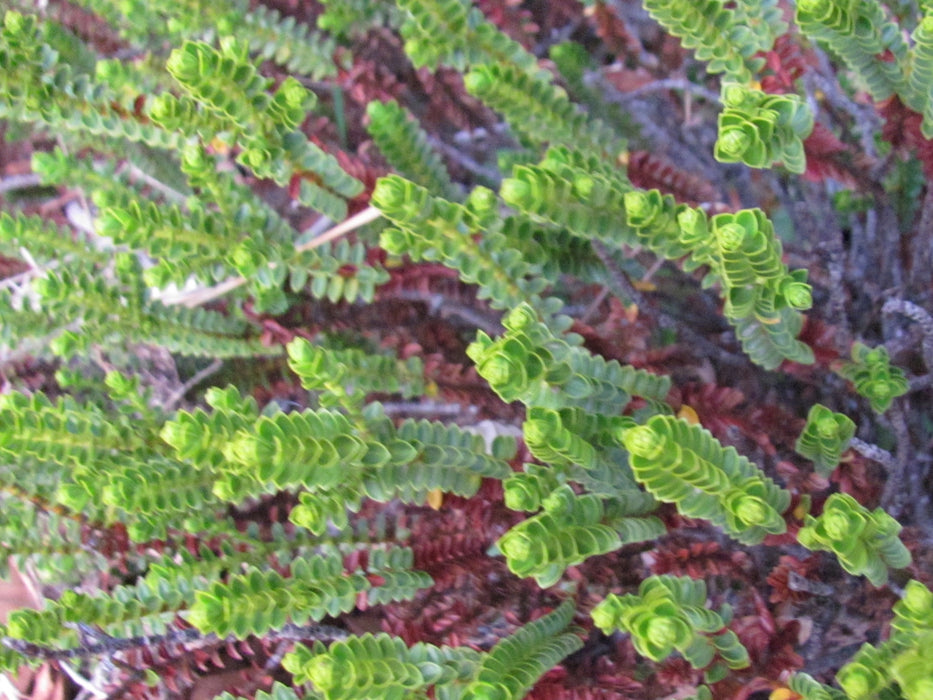 25x Hebe Pauciramosa - $4.99 each