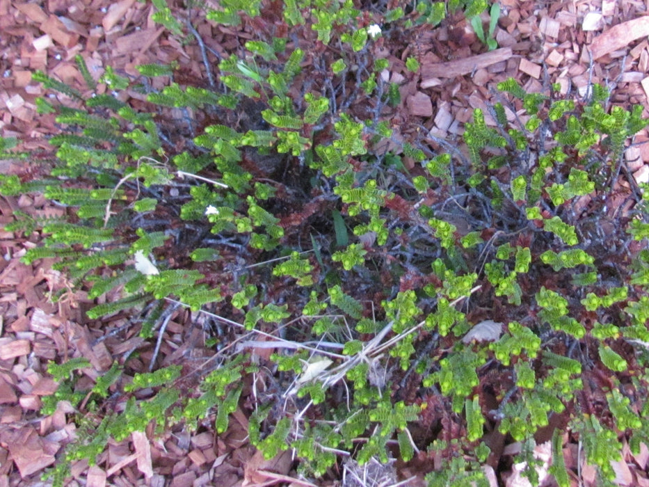 Hebe Pauciramosa