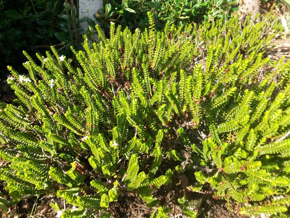 Hebe Pauciramosa