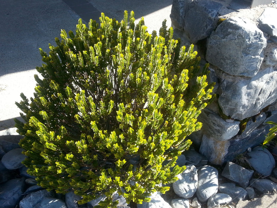 Hebe Pauciramosa