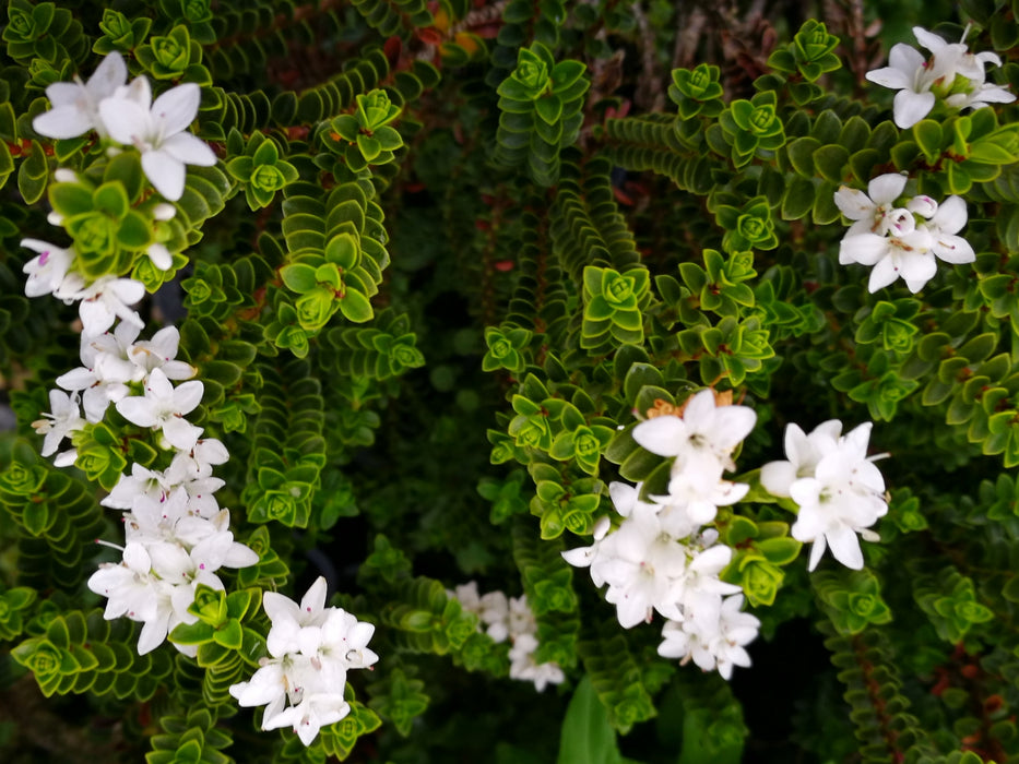 5x Hebe Pauciramosa - $5.99 each