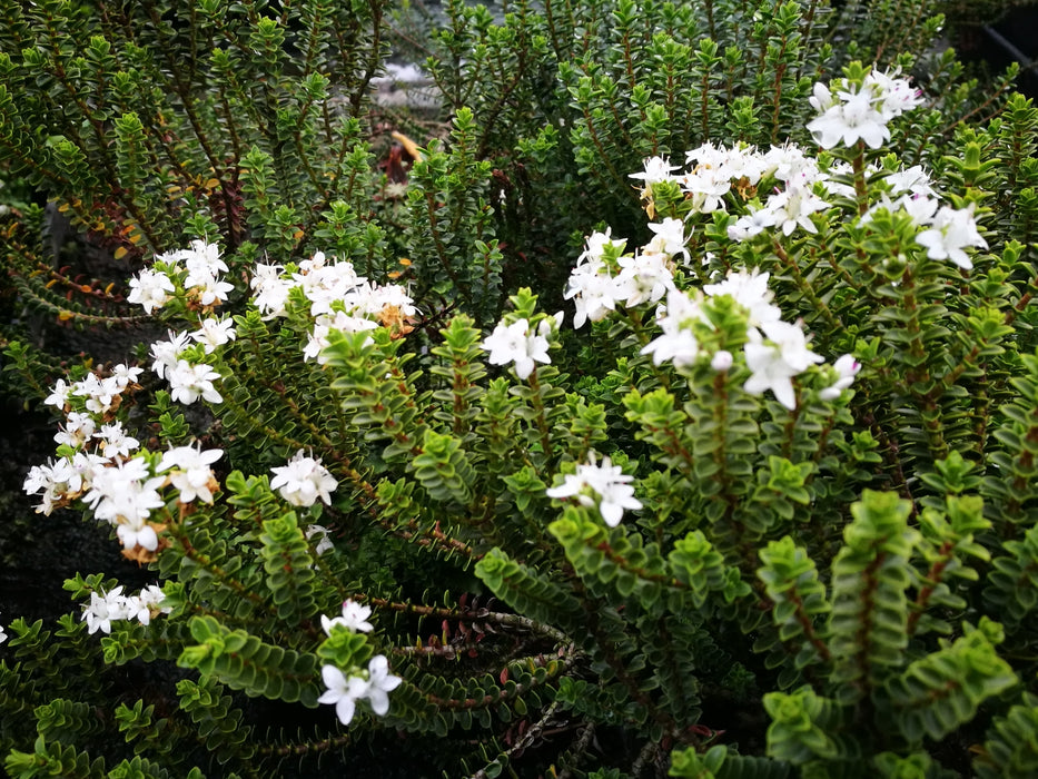 25x Hebe Pauciramosa - $4.99 each