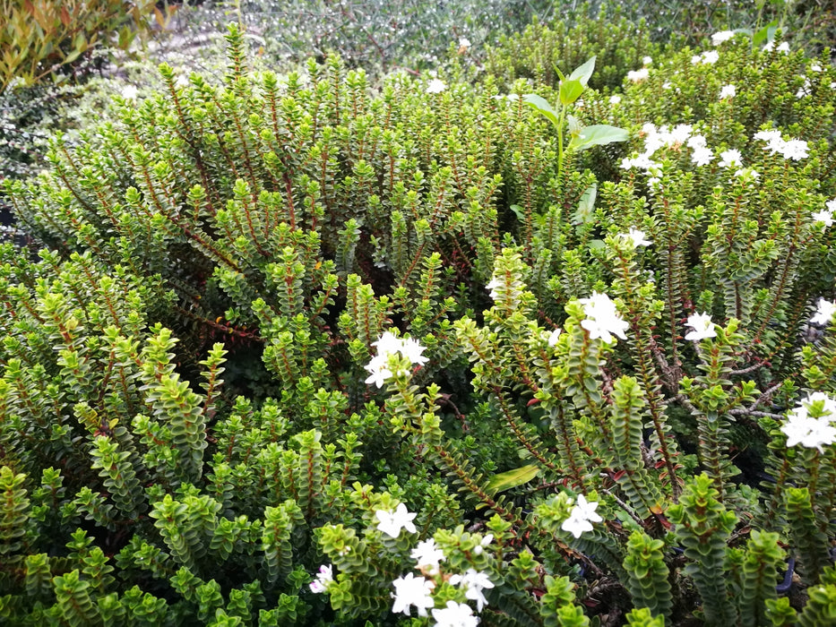 Hebe Pauciramosa