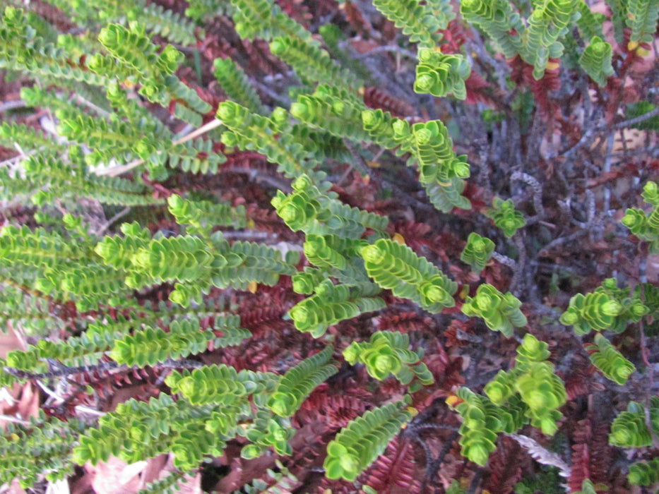 Hebe Pauciramosa