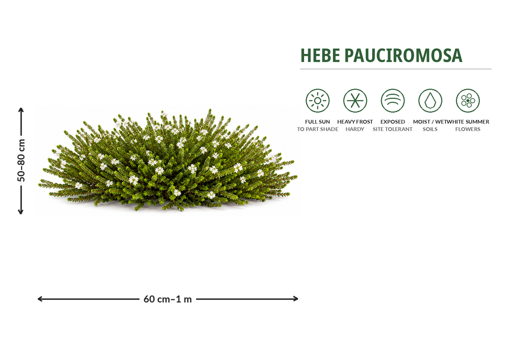 25x Hardy Hebe Combo - $4.99 each