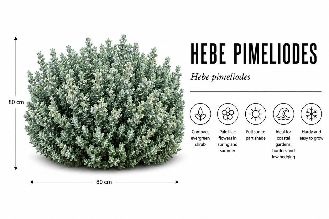 25x Clearance Hebe Combo - $2.99 each