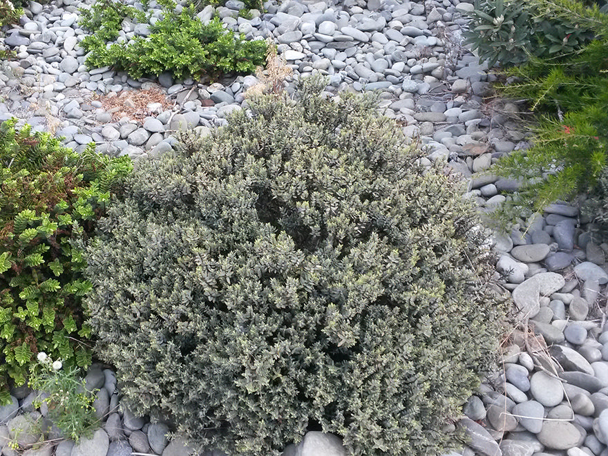 25x Hebe Pimeloides - $4.99 each