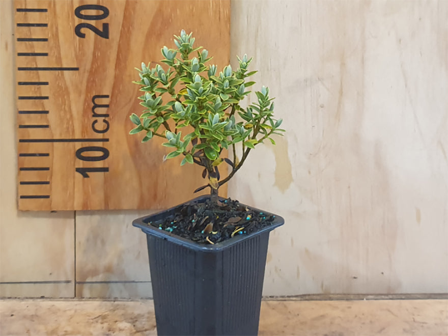 100x Compact Hebe Combo - $3.99 each