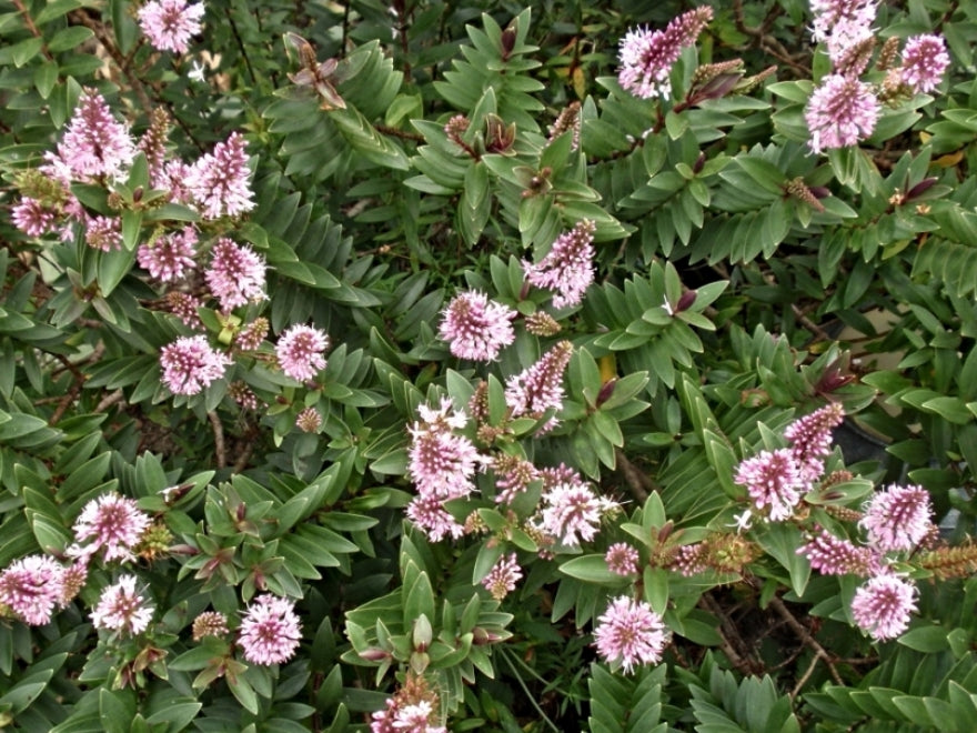Hebe Pink Blush