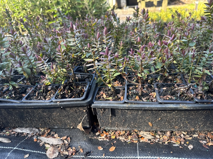 10x Hebe Red Edge - $1.99 each
