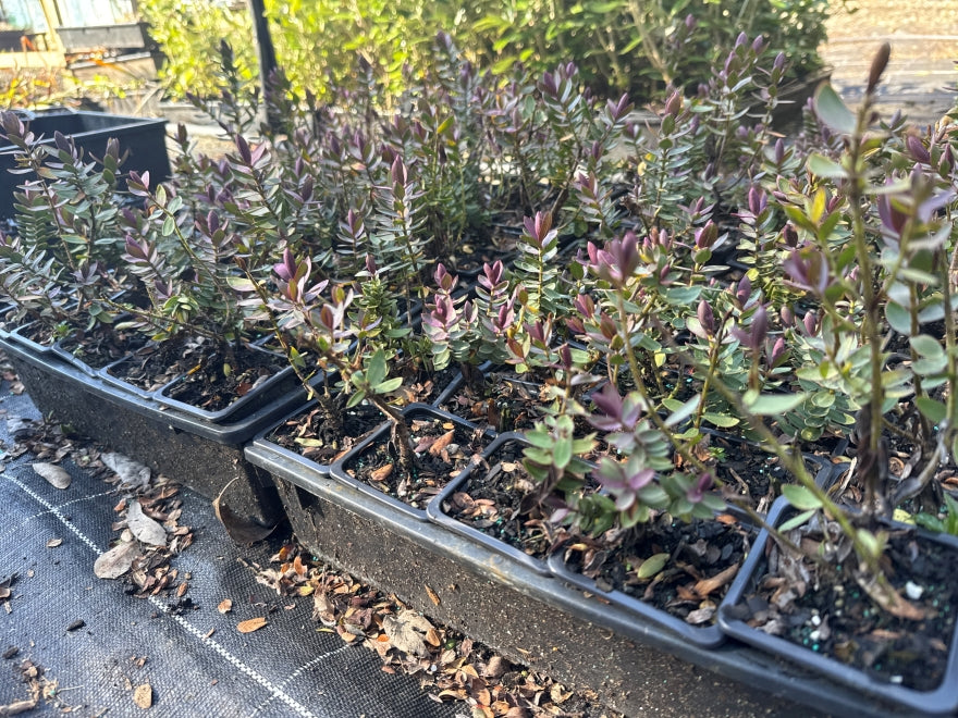 10x Hebe Red Edge - $1.99 each