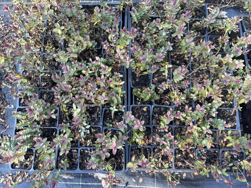 10x Hebe Red Edge - $1.99 each