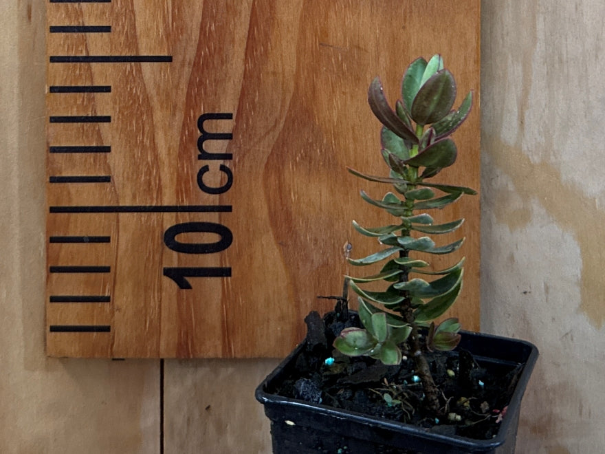 5x Hebe Red Edge - $5.99 each