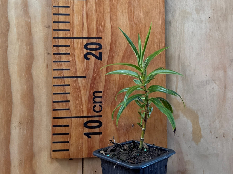 Hebe Salicifolia