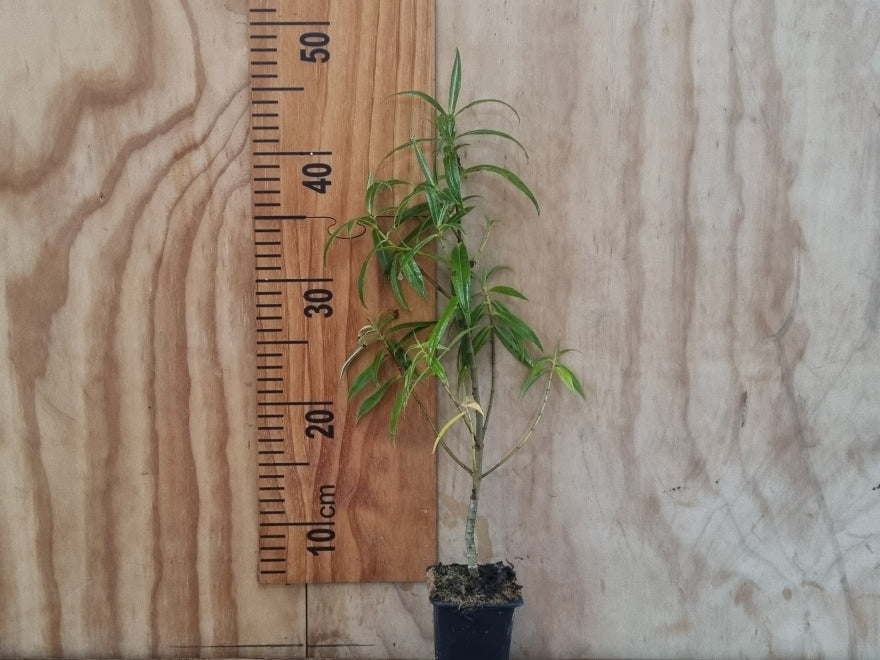 Hebe Salicifolia